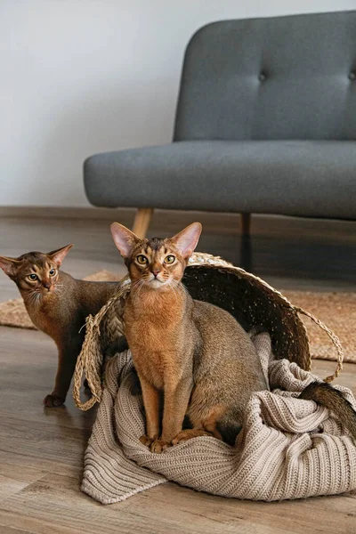 Couple of ruddy Abyssinian cats at home with her owner at home. Beautiful purebred short haired kitten. Close up, copy space, background.
