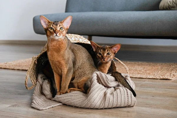 Couple of ruddy Abyssinian cats at home with her owner at home. Beautiful purebred short haired kitten. Close up, copy space, background.