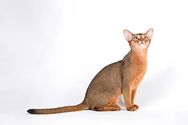 Habeş Kedisi Evde Sahibinin Yanında Güzel Safkan Kısa Saçlı Kedi — Stok fotoğraf