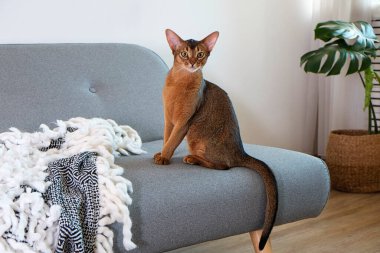 Habeş kedisi evde, sahibinin yanında. Güzel safkan kısa saçlı kedi yavrusu. Kapat, kopyala boşluk, arkaplan.