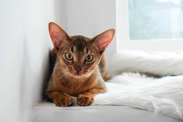 Abyssinian cat at home with her owner at home. Beautiful purebred short haired kitten. Close up, copy space, background.