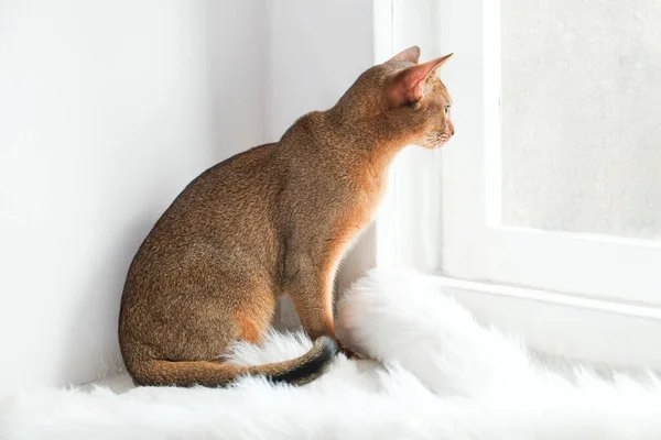 Abyssinian cat at home with her owner at home. Beautiful purebred short haired kitten. Close up, copy space, background.