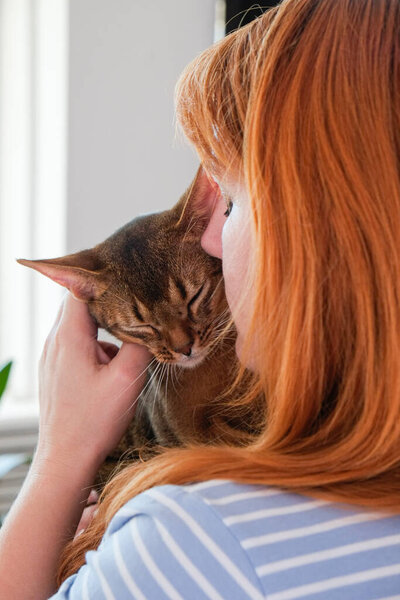 Abyssinian cat at home with her owner at home. Beautiful purebred short haired kitten. Close up, copy space, background.