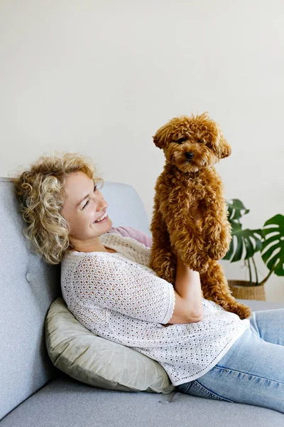 Förtjusande Leksak Pudel Valp Armarna Sin Kärleksfulla Ägare Liten Bedårande — Stockfoto