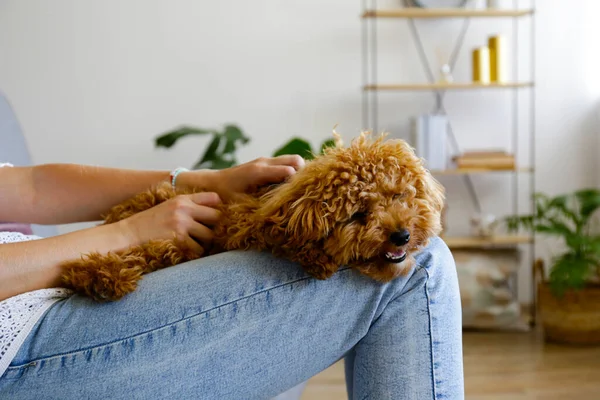 Adorable toy poodle puppy resting on its loving owner\'s lap. Small adorable doggy with funny curly fur with adult woman. Close up, copy space.