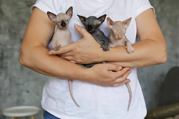 Mulher Segurando Três Gatinhos Esfinge Canadenses Cor Diferente Reprodutor Felino — Fotografia de Stock