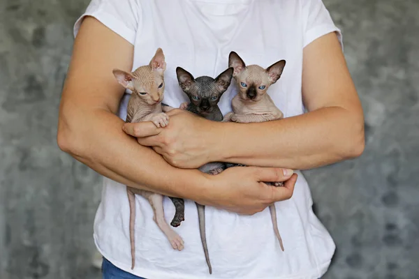 Mulher Segurando Três Gatinhos Esfinge Canadenses Cor Diferente Reprodutor Felino — Fotografia de Stock