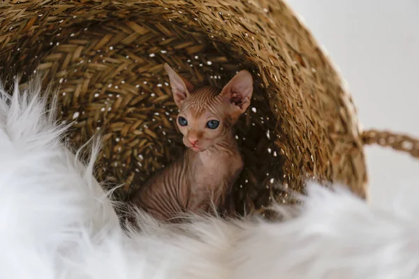 Cremige Kanadische Nerzspitzkatze Sitzt Auf Einer Pelzigen Decke Schönes Reinrassiges — Stockfoto