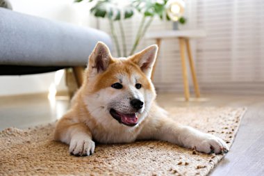 Dokuz aylık Japon akita inu portresi gri tekstil kanepenin önünde ahşap doku zemininde yatıyor. Mutlu ve komik kahverengi köpek evde dinleniyor. Kapat, boşluğu kopyala.