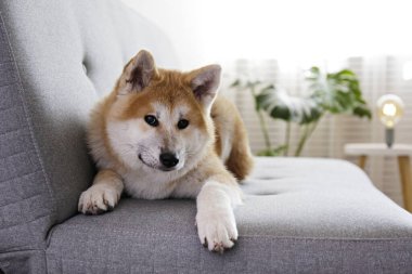 Gri tekstil kanepesinde yatan dokuz aylık Japon akita inusunun portresi. Mutlu ve komik, koca bir köpek evde dinleniyor. Kapat, boşluğu kopyala.