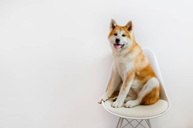 Beyaz duvarın yanındaki sandalyede oturan dokuz aylık Japon akita inu portresi. Mutlu ve komik, koca bir köpek evde dinleniyor. Kapat, boşluğu kopyala.
