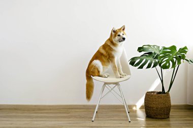 Beyaz duvarın yanındaki sandalyede oturan dokuz aylık Japon akita inu portresi. Mutlu ve komik, koca bir köpek evde dinleniyor. Kapat, boşluğu kopyala.