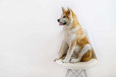 Beyaz duvarın yanındaki sandalyede oturan dokuz aylık Japon akita inu portresi. Mutlu ve komik, koca bir köpek evde dinleniyor. Kapat, boşluğu kopyala.