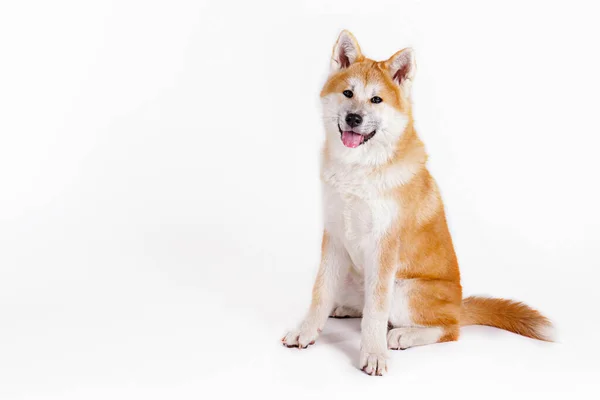 Portrait Young Beautiful Funny Akita Inu Sitting White Isolated Background — Stock Photo, Image