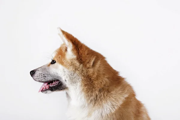 Portrait Von Jungen Schönen Lustigen Akita Inu Sitzt Über Weißen — Stockfoto