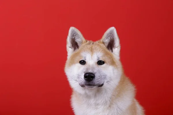 Portrait Nine Months Old Japanese Akita Inu Red Wall Background — Stock Photo, Image