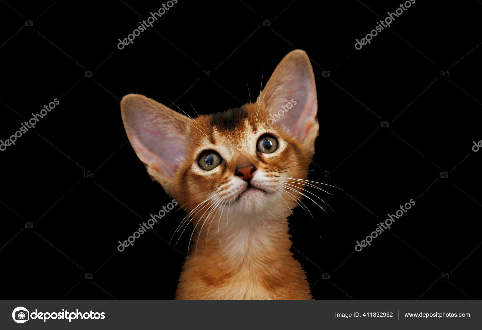 Studio Shot Small Cute Abyssinian Kitten Being Adorable Black