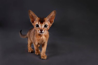 Küçük şirin Habeş kedisinin gri kağıtta sevimli görünmesinin stüdyo çekimi. Güzel safkan kısa saçlı kedicik. Kapat, boşluğu kopyala.