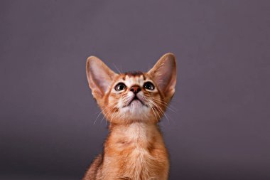 Küçük şirin Habeş kedisinin gri kağıtta sevimli görünmesinin stüdyo çekimi. Güzel safkan kısa saçlı kedicik. Kapat, boşluğu kopyala.