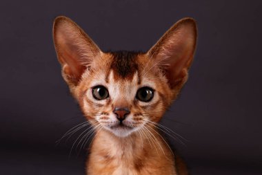Küçük şirin Habeş kedisinin gri kağıtta sevimli görünmesinin stüdyo çekimi. Güzel safkan kısa saçlı kedicik. Kapat, boşluğu kopyala.
