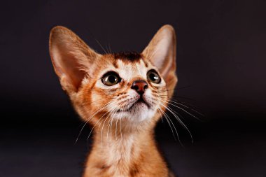 Küçük şirin Habeş kedisinin gri kağıtta sevimli görünmesinin stüdyo çekimi. Güzel safkan kısa saçlı kedicik. Kapat, boşluğu kopyala.