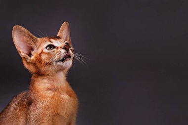 Küçük şirin Habeş kedisinin gri kağıtta sevimli görünmesinin stüdyo çekimi. Güzel safkan kısa saçlı kedicik. Kapat, boşluğu kopyala.
