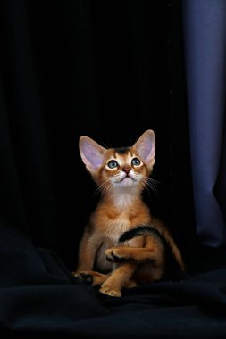 Küçük şirin Habeş kedisinin siyah perde arkasından sevimli bir sahne çekimi. Genç, güzel, safkan kısa saçlı kedicik. Kapat, boşluğu kopyala.