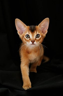 Küçük şirin Habeş kedisinin siyah perde arkasından sevimli bir sahne çekimi. Genç, güzel, safkan kısa saçlı kedicik. Kapat, boşluğu kopyala.