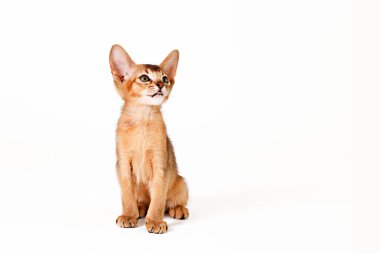 Küçük şirin Habeş kedisi çok sevimli, beyaz arka planda izole edilmiş. Güzel safkan kısa saçlı kedicik. Kapat, boşluğu kopyala.