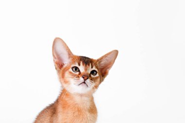 Küçük şirin Habeş kedisi çok sevimli, beyaz arka planda izole edilmiş. Güzel safkan kısa saçlı kedicik. Kapat, boşluğu kopyala.