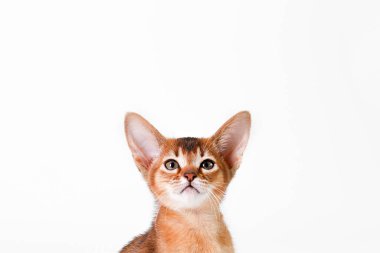 Küçük şirin Habeş kedisi çok sevimli, beyaz arka planda izole edilmiş. Güzel safkan kısa saçlı kedicik. Kapat, boşluğu kopyala.