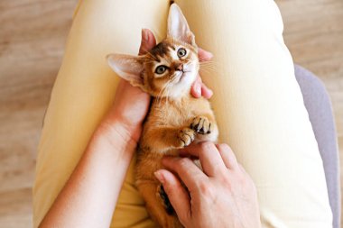 Genç bir kadının kucağında uzanan küçük sevimli Habeş kedisi arka plan pozları veriyor. Güzel safkan kısa saçlı kedicik dişi sahibi tarafından okşanıyor. Kapat, boşluğu kopyala.