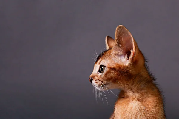 Estúdio Tiro Pequeno Gatinho Abissínio Bonito Sendo Adorável Papel Cinza — Fotografia de Stock