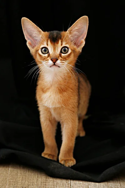Studio Shot Small Cute Abyssinian Kitten Being Adorable Black Curtains — Stock Photo, Image