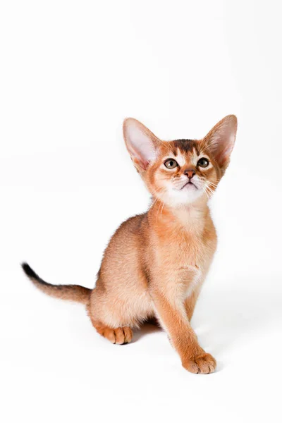 Pequeño Gato Abisinio Lindo Siendo Adorable Aislado Sobre Fondo Blanco —  Fotos de Stock