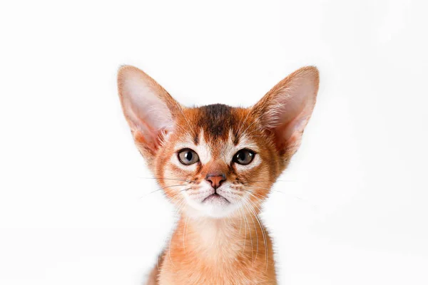 Liten Söt Abyssinian Katt Varelse Bedårande Isolerad Vit Bakgrund Vacker — Stockfoto