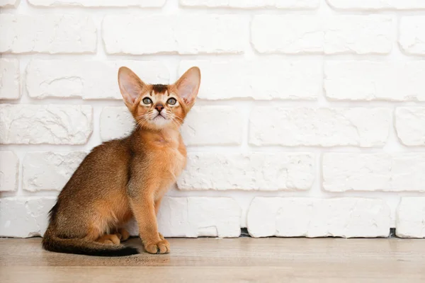 Estúdio Tiro Pequeno Gatinho Abissínio Bonito Sentado Chão Madeira Sobre — Fotografia de Stock