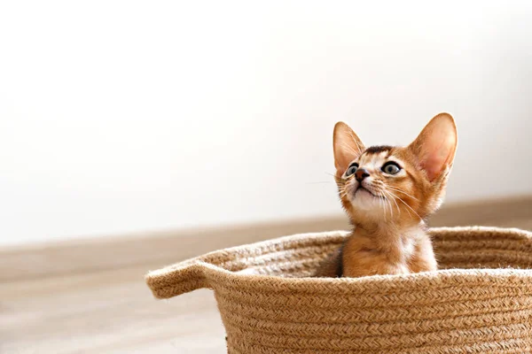 Estudio Tiro Gatito Abisinio Lindo Pequeño Sentado Cesta Casa Fondo —  Fotos de Stock