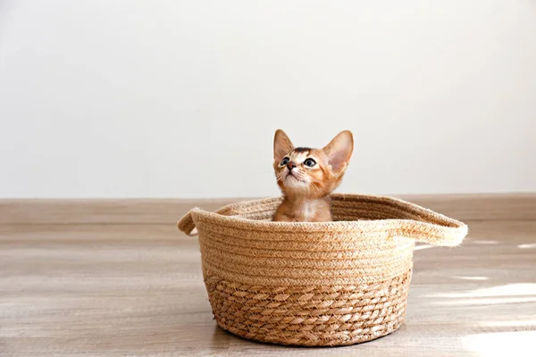 Studioaufnahme Eines Kleinen Niedlichen Abyssinischen Kätzchens Das Hause Korb Sitzt — Stockfoto