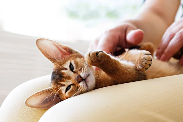 Pequeño Gatito Abisinio Lindo Acostado Regazo Mujer Joven Adorables Poses — Foto de Stock