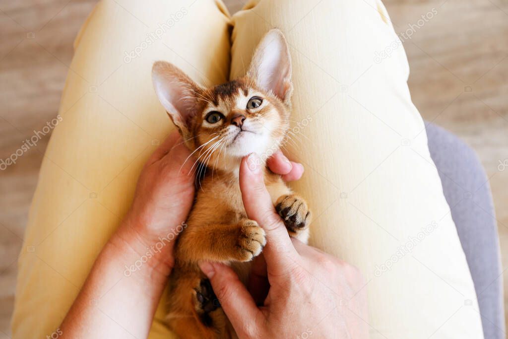 Small cute abyssinian kitten lying on young woman's lap in adorable poses background. Beautiful purebred short haired kitty being petted by its female owner. Close up, copy space.