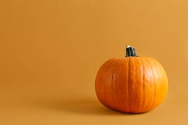 Parlak arka planda izole edilmiş tek bir klasik turuncu balkabağı yakın plan resmi. Sonbahar tatillerinin bir sembolü olarak, metin için bir sürü kopya alanı var..