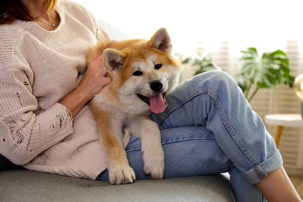 Young woman on grey textile sofa with nine months old japanese akita inu lying beside her. Female in denim pants and knitted sweater with funny big breed dog relaxing at home. Close up, copy space.
