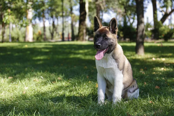 Retrato Del Divertido Cachorro Americano Akita Inu Paseo Por Parque — Foto de Stock