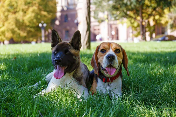 两只有趣的小狗的画像 美国的Akita Inu和小猎犬在公园里散步 栖息在多汁的绿色割草上 复制空间 — 图库照片