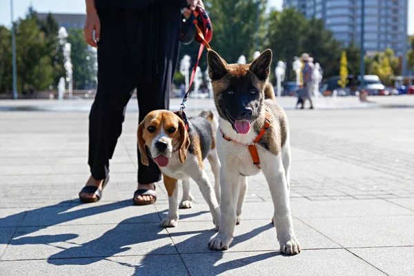 一个迷人的年轻女子和她的美国猎狗小狗 树叶背景一起散步的画像 在市中心广场 一个女人和她的两只狗在户外用皮带牵着 复制空间 — 图库照片