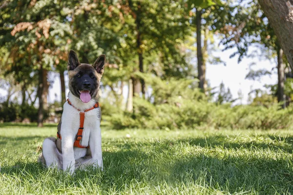 在公园里散步时 在多汁的绿色割草草坪上休息的滑稽的年轻的美国秋田小猎犬的画像 外面有黑斑 褐色斑和白色斑的小狗 复制空间 — 图库照片
