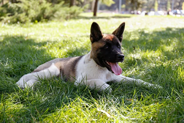 在公园里散步时 在多汁的绿色割草草坪上休息的滑稽的年轻的美国秋田小猎犬的画像 外面有黑斑 褐色斑和白色斑的小狗 复制空间 — 图库照片