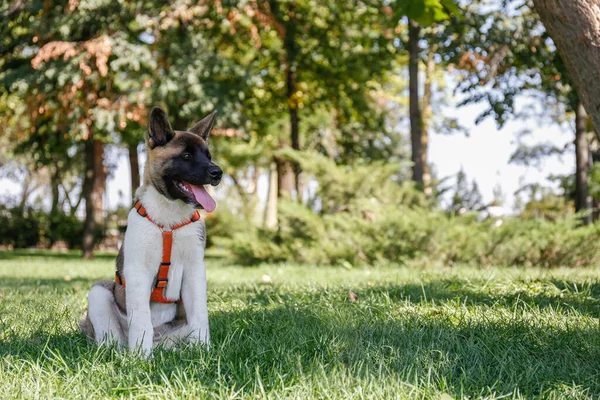 Portrait Drôle Jeune Chiot Akita Inu Américain Sur Promenade Dans — Photo