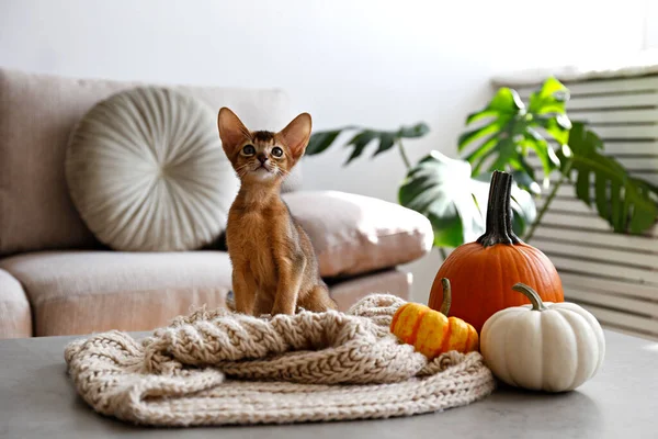 Close up portrait of cinnamon abyssinian cat playing near the pumpkins at autumn. Gray cat with blue eyes with halloween decor at home. Natural light. Close up, copy space, blurred background.
